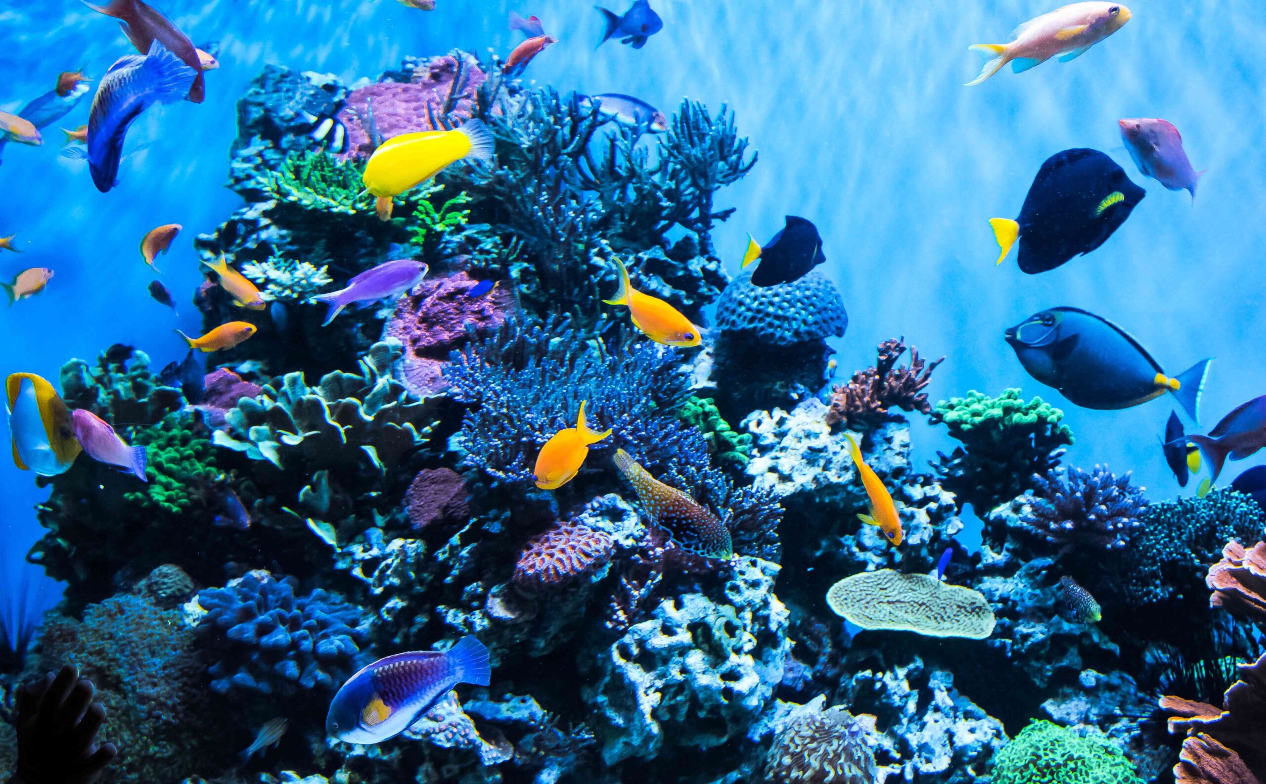 Zona Arqueológica Guachimontones