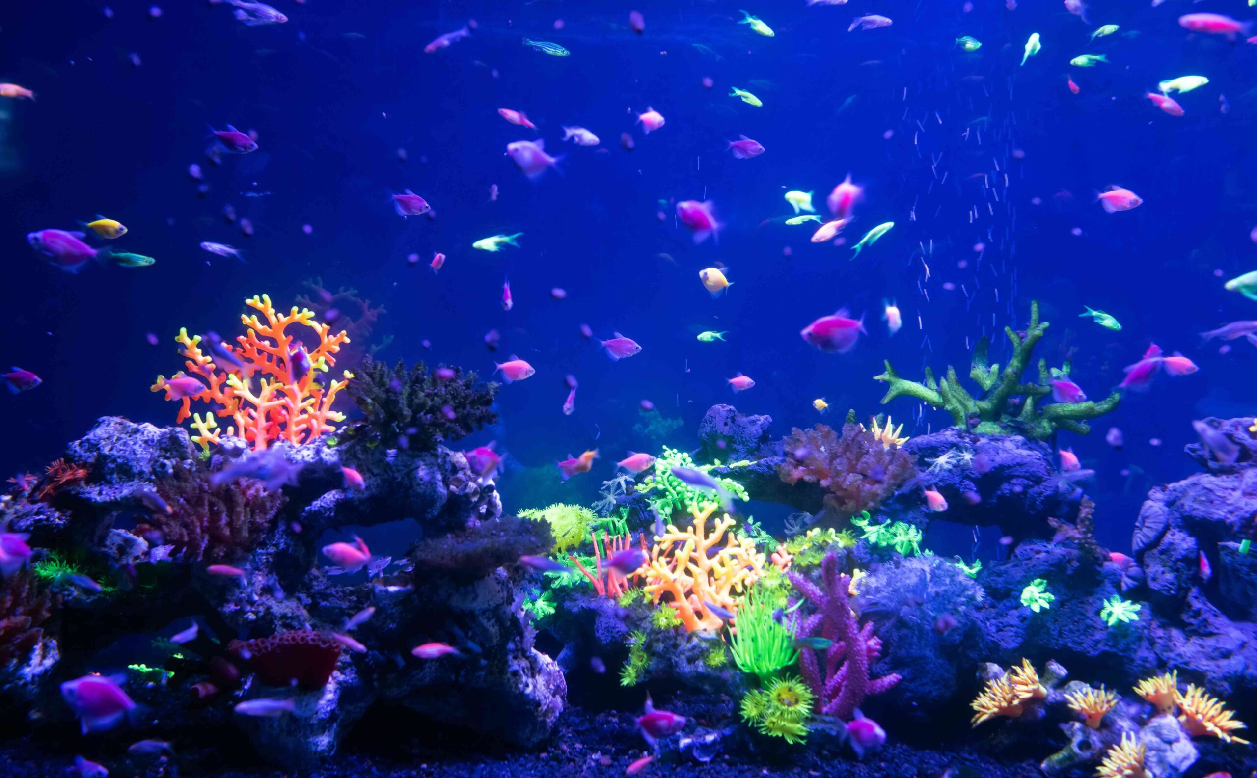 Acuario Michin Guadalajara